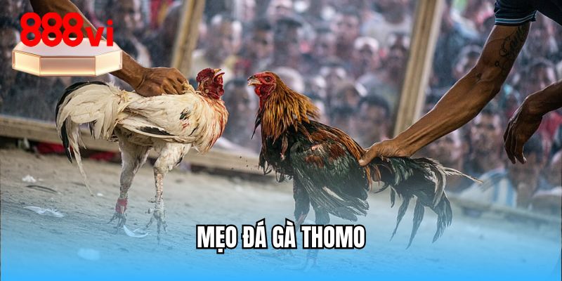 meo-da-ga-thomo